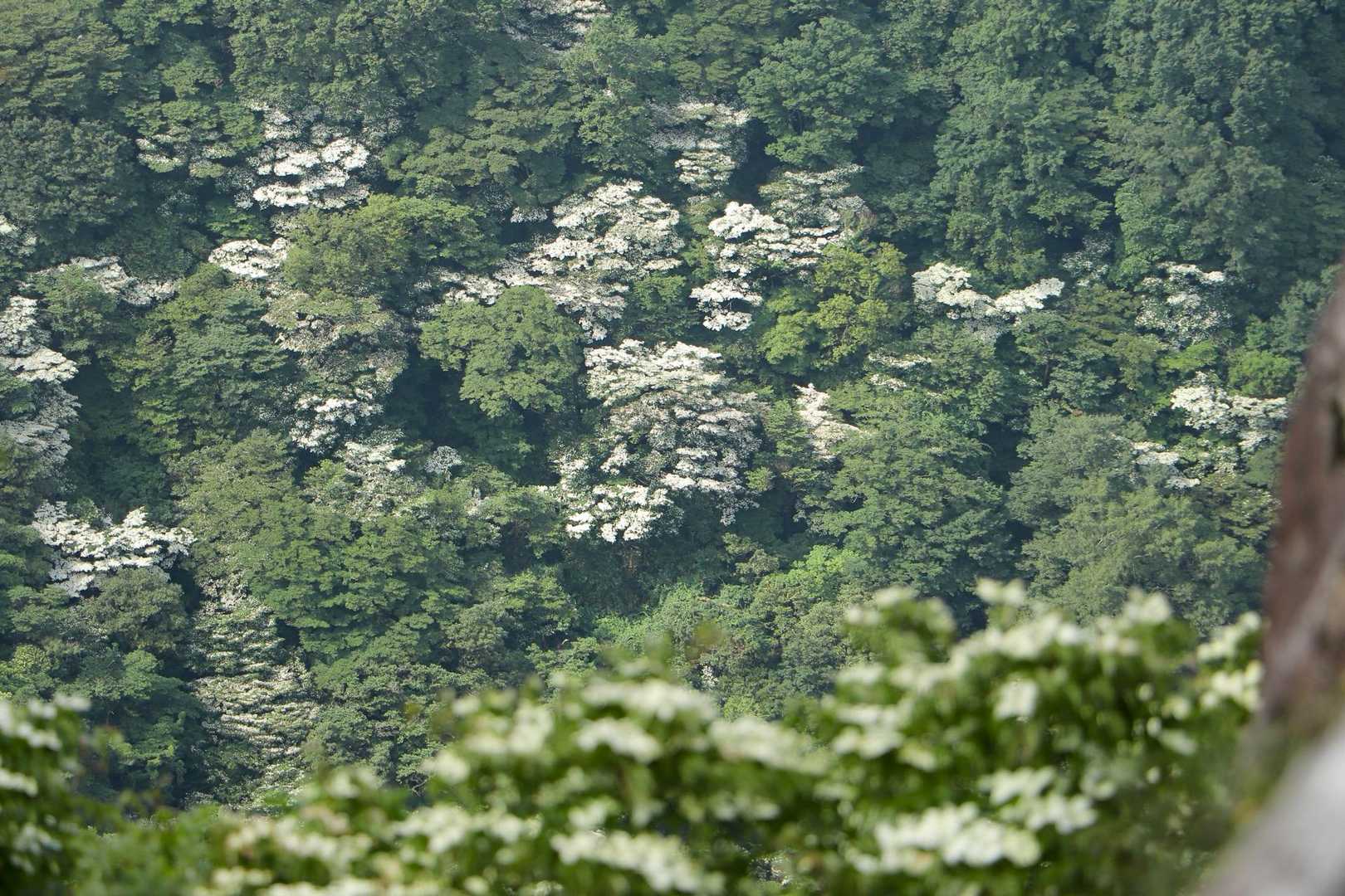 3年越しの思いが叶って大満足。