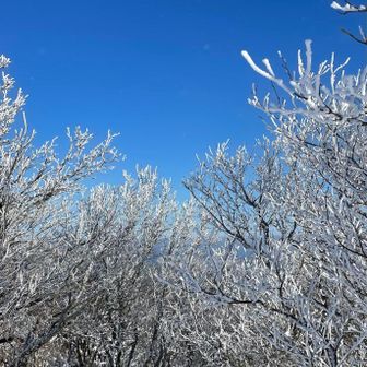 青い空と白い樹　良きです