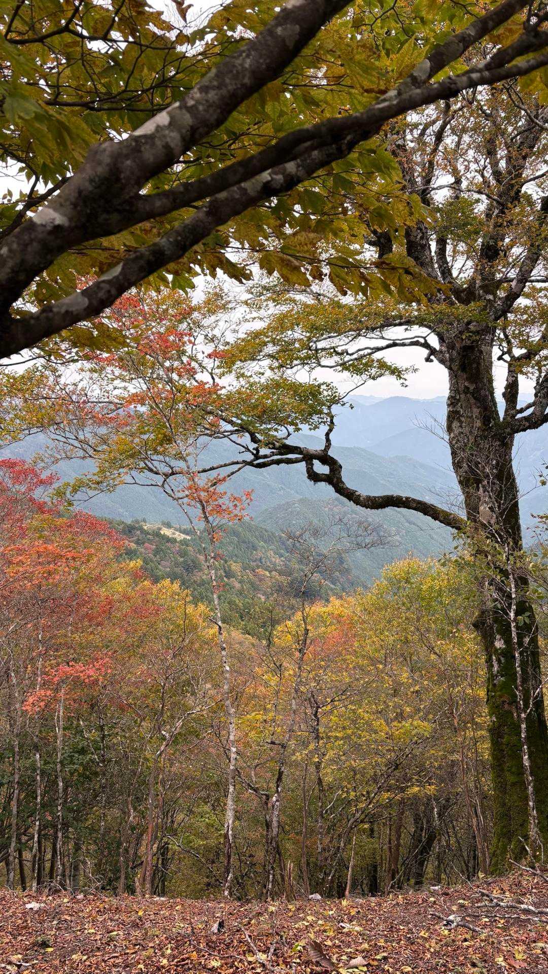 秋色🍂