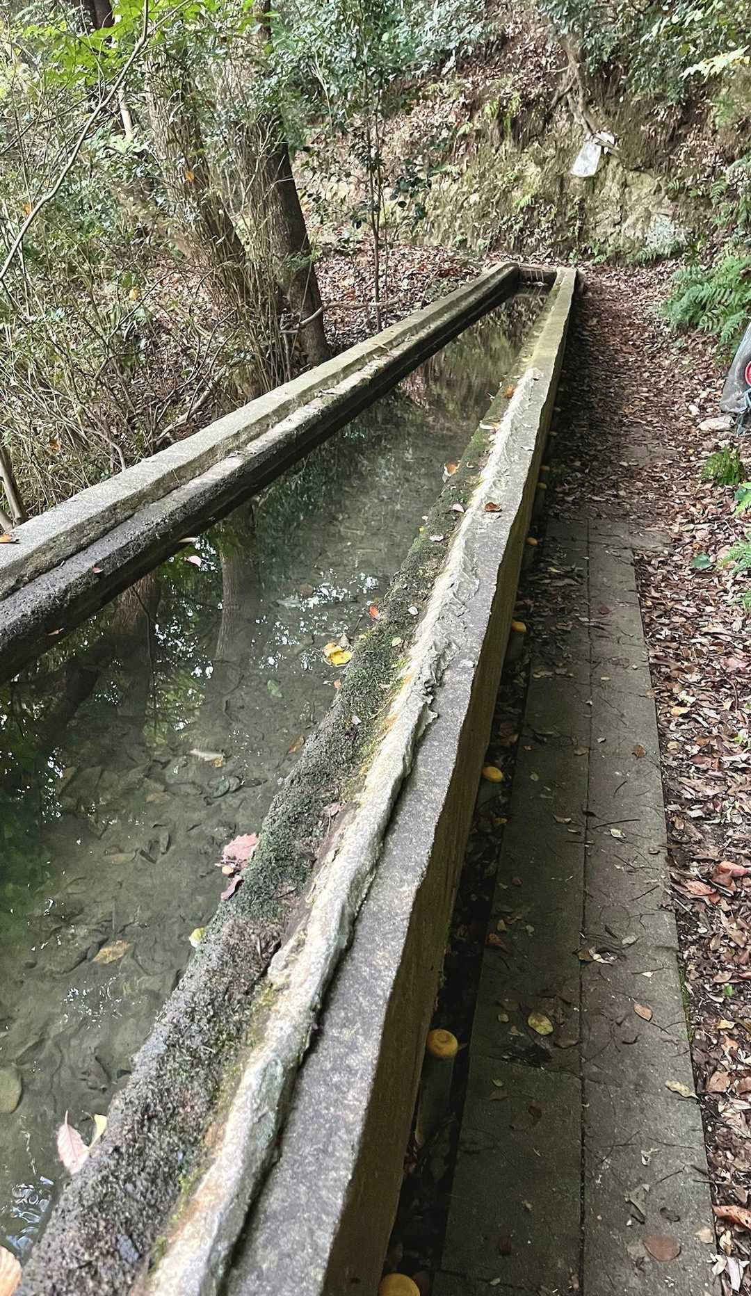 水路より　道の方が低いので　覗き込んで魚をみてました🎶　楽しい😊