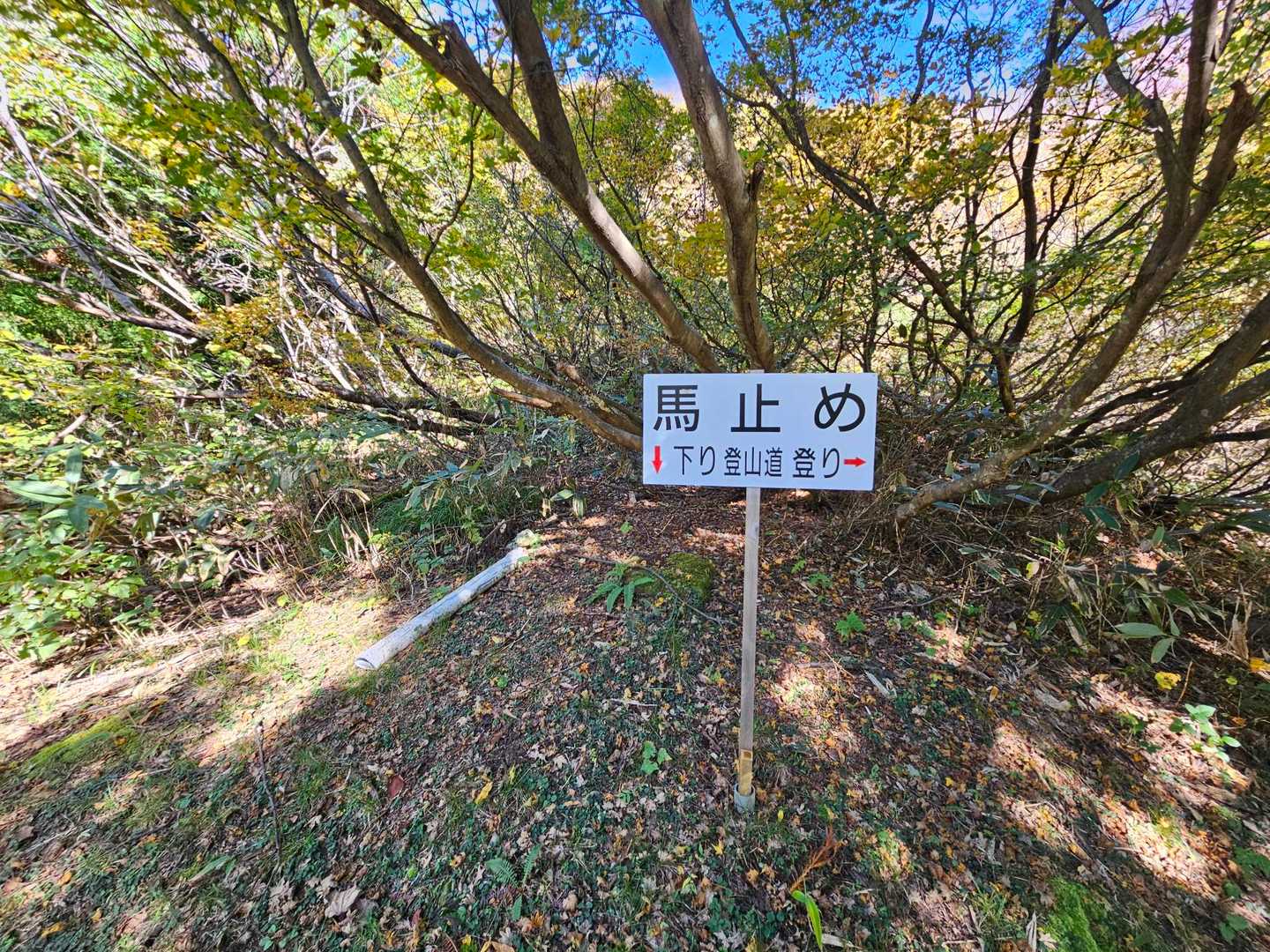 馬はここまで