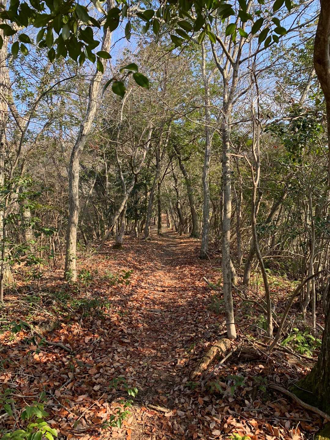 奥の峰から少し登ると傾斜はかなり緩くなる。神ノ上山周辺は平坦地が多い。