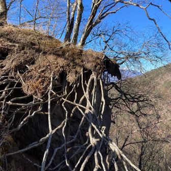 大机の手前
崩落箇所に残る木😱