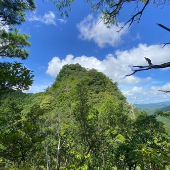 さっきまで居た雄岳👀
雌岳までの登りが結構険しいので注意⚠️
シダが登山道に重なってる所もあります