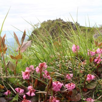 途中からイワカガミ🌸沢山✨