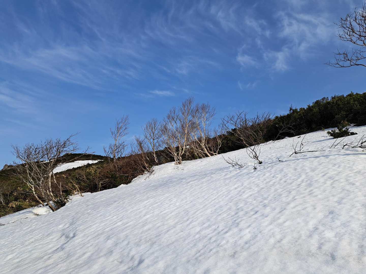 あのハイマツの帯は回避…