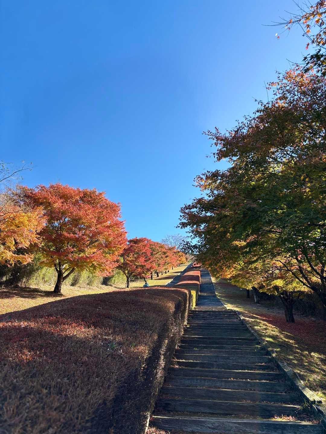栗野岳第2峰-栗野岳 往復コースの写真