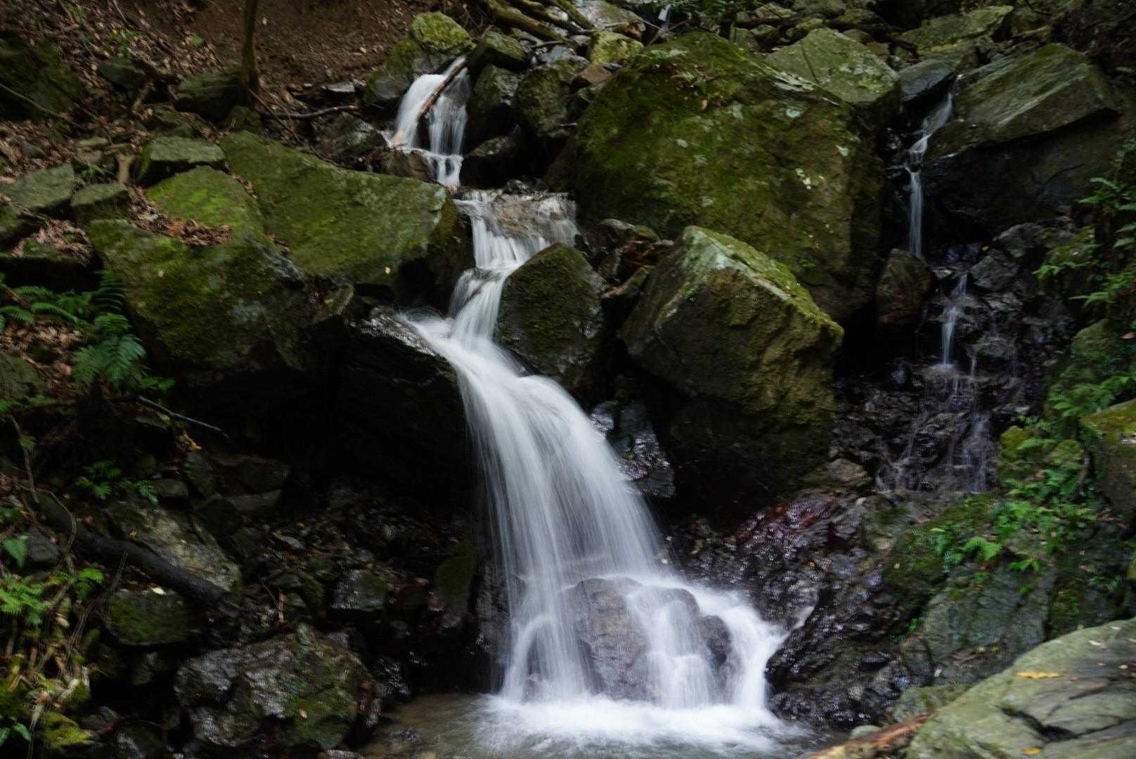 沢沿いは少し水多め