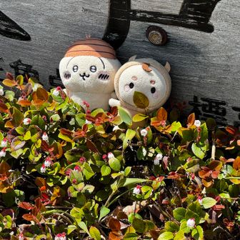 そばくん、今日はへの字口を葉っぱで隠してるꉂ🤭