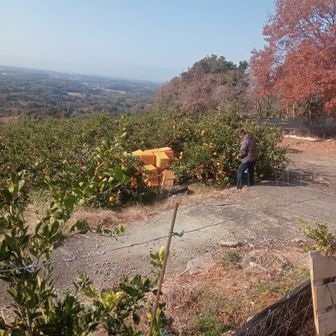 筒ヶ岳登山口に降りたらみかん畑！