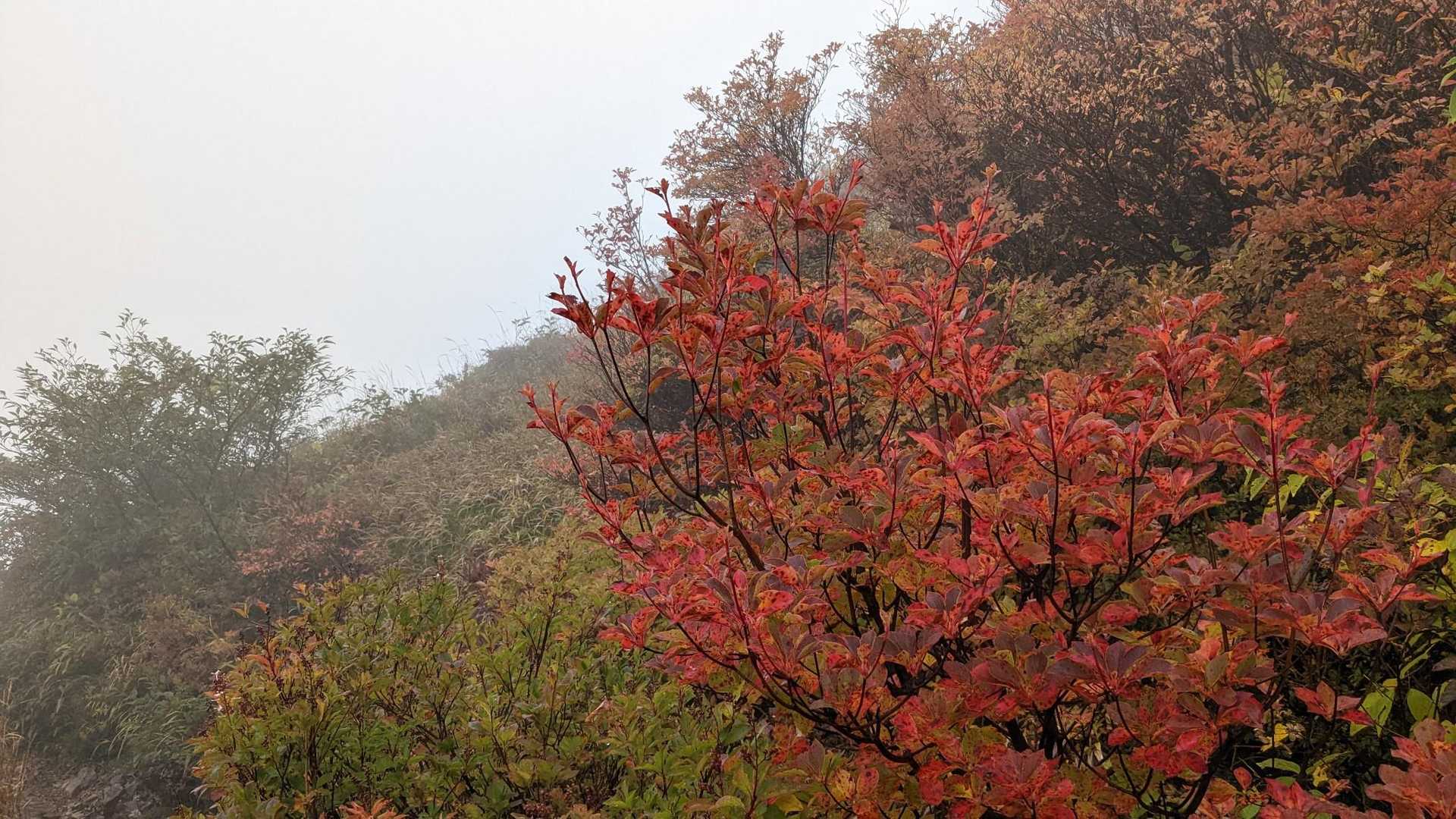 峠の茶屋登山口-朝日の肩-朝日岳 往復コースの写真