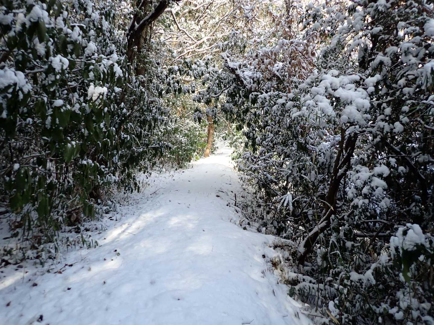 まだまだ増えます👣