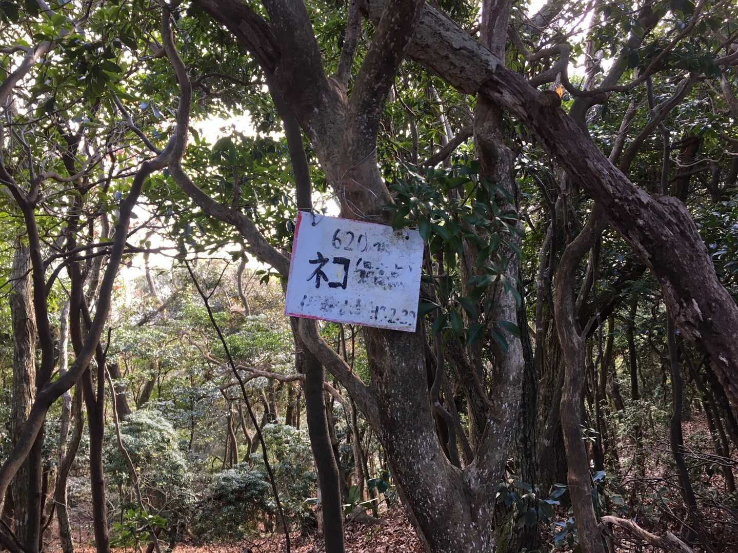 ネコの写真