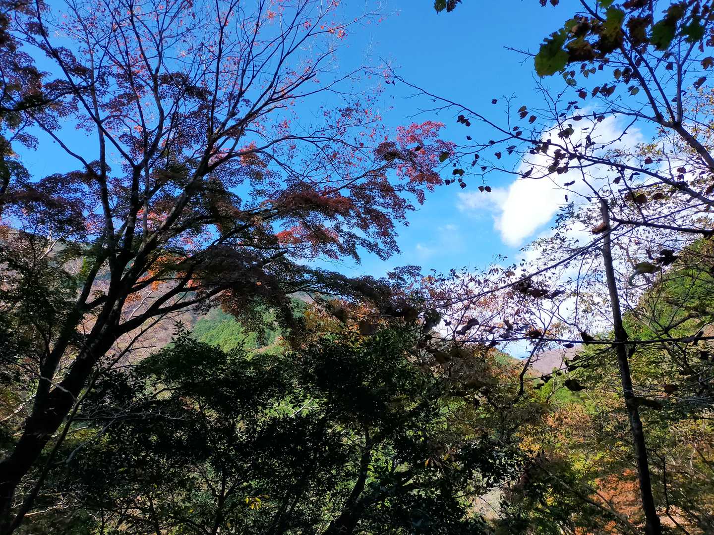 この山の息が好き