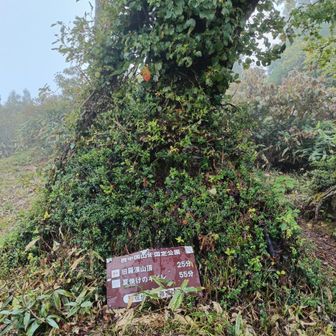旧羅漢山への看板