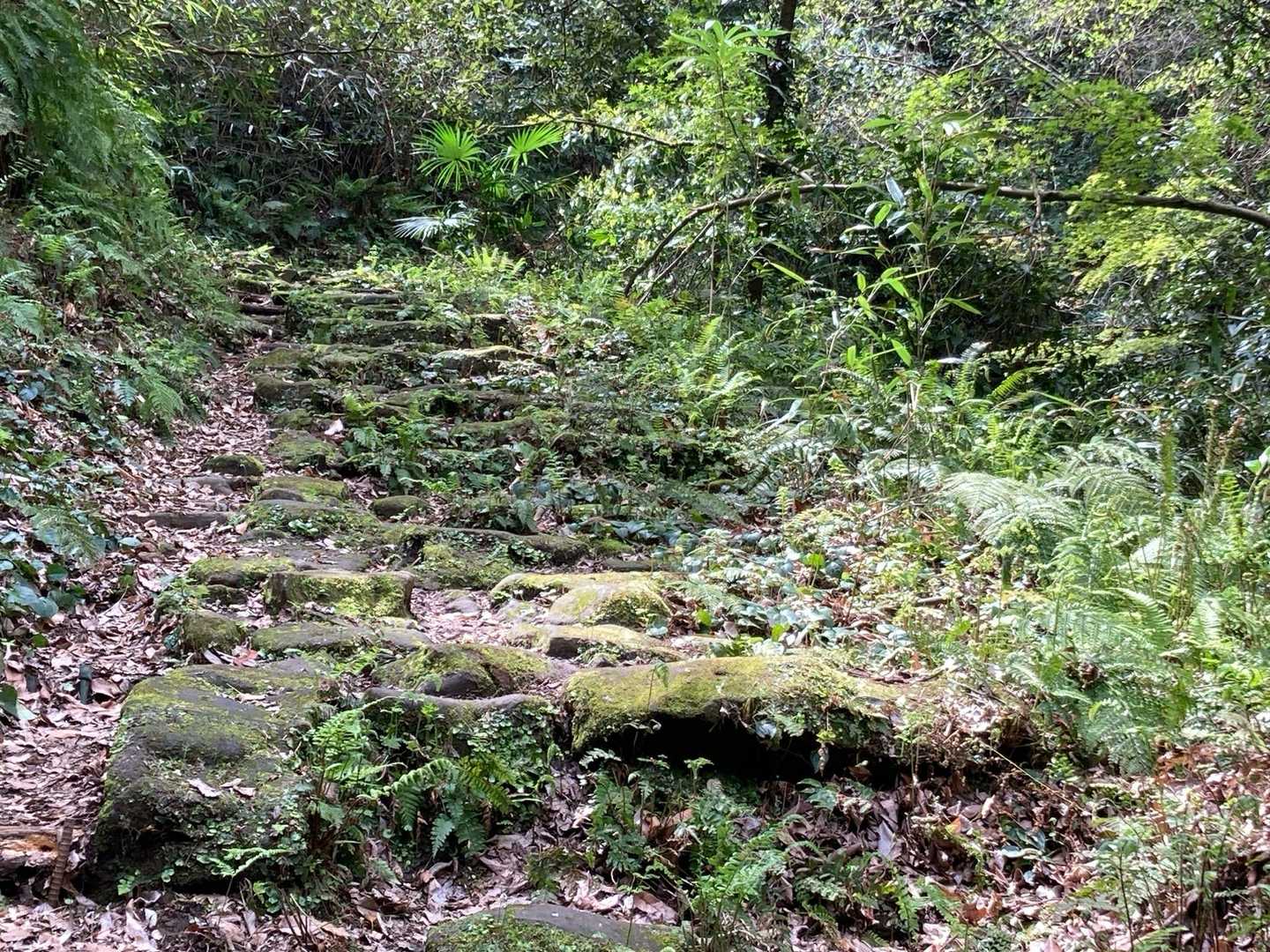苔むした感じの良い道　
時々バサバサッと音がするのですがリスのようです🐿️