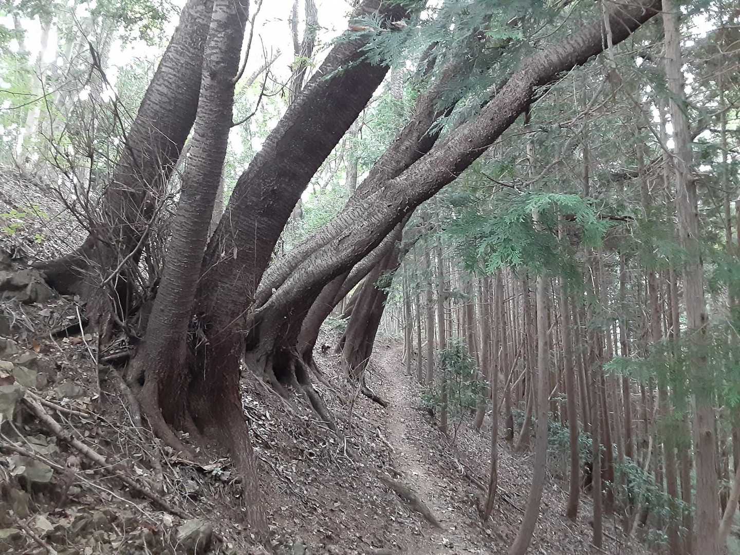 夕焼け小焼けふれあいの道をひたすら下る。動物のフン(熊…？)もいくつか見つけてヒヤヒヤしながら歩く。つづら折りの道が結構きつい。