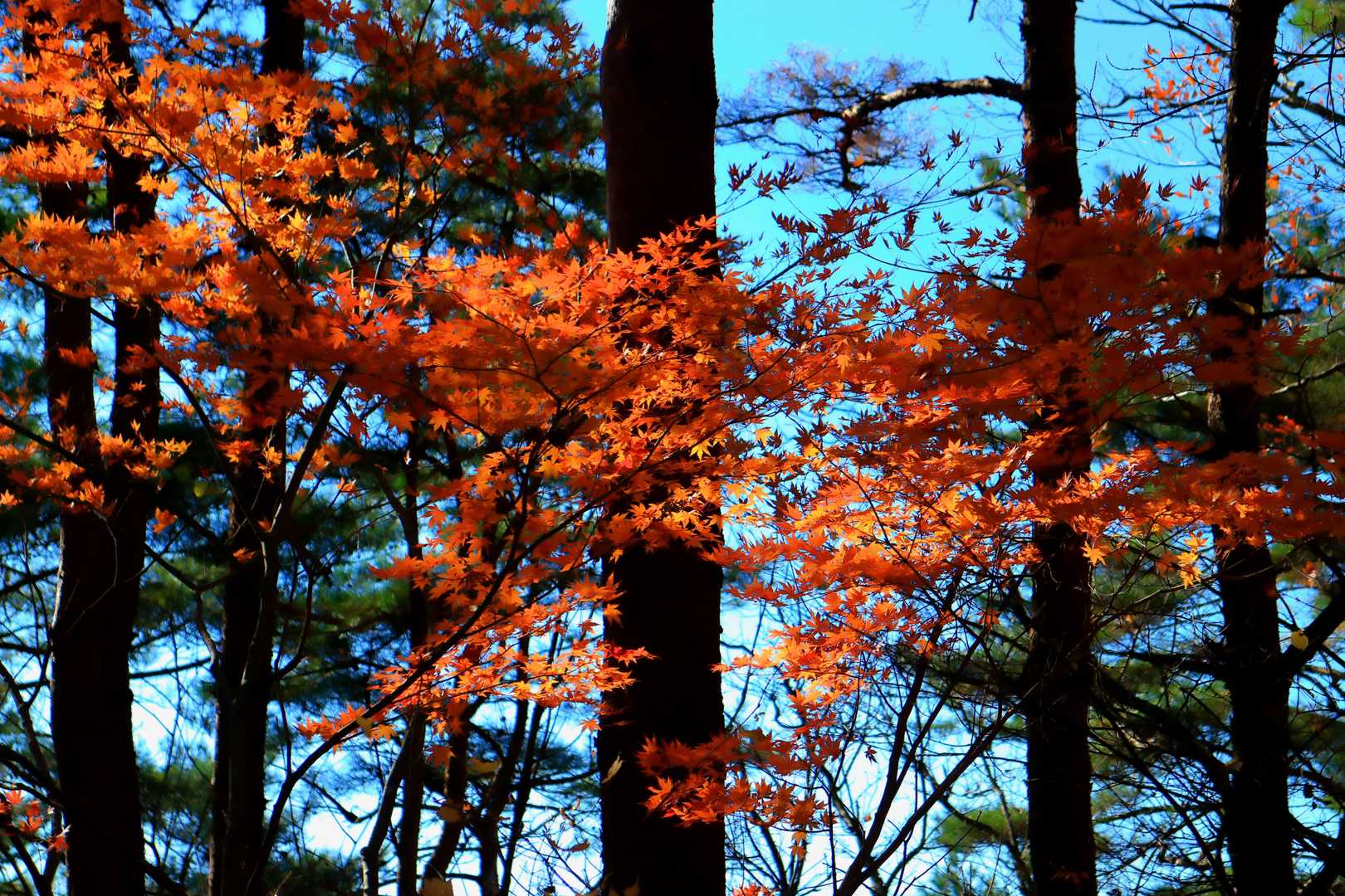 🍁