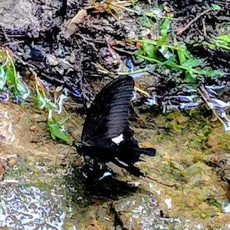 てふてふ　水分補給ひと休みですね