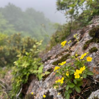 高山植物っぽく撮ってみた　この子はイワキンバイかな?