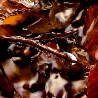 今が見頃ですよ〜