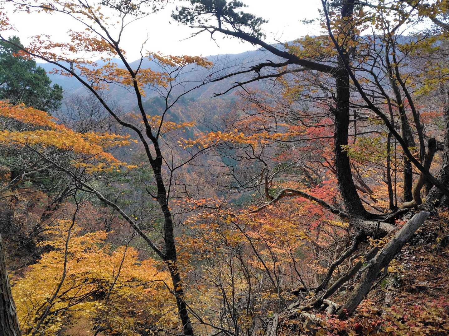 紅葉がきれいでした。