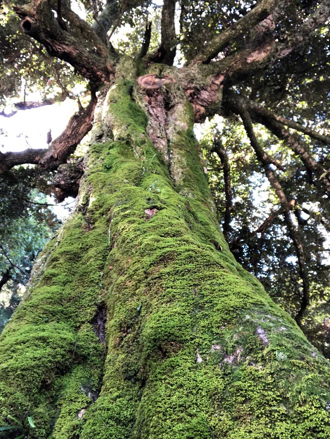 倉吉博物館・倉吉民俗資料館-打吹山 周回コースの写真