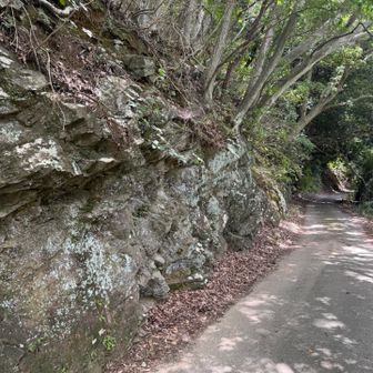 湖岸の道