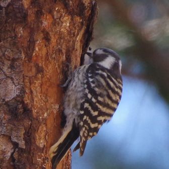 キツツキですか？
木の皮を剥がすようにカツカツ音を立ててた