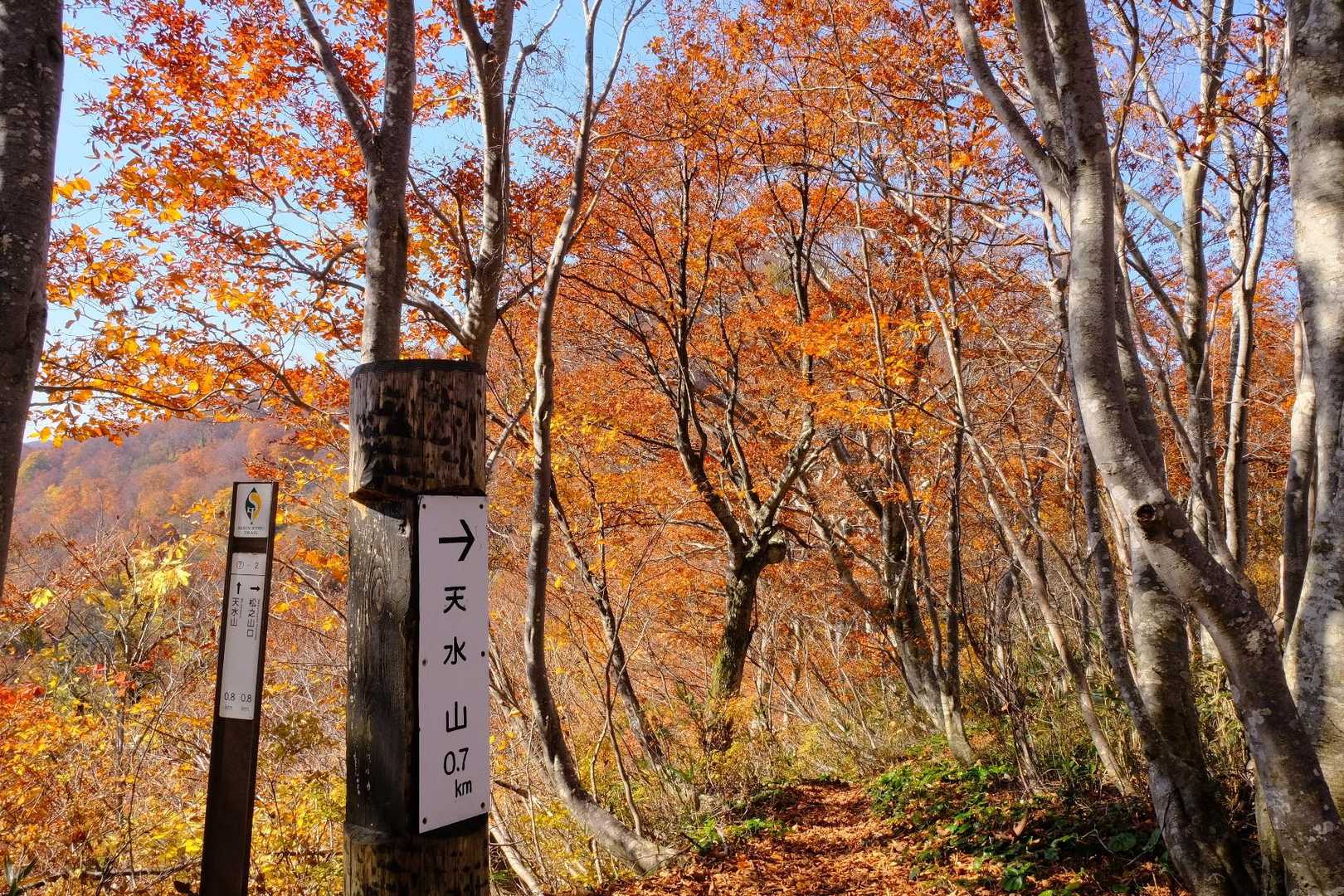松之山口-天水山 往復コースの写真
