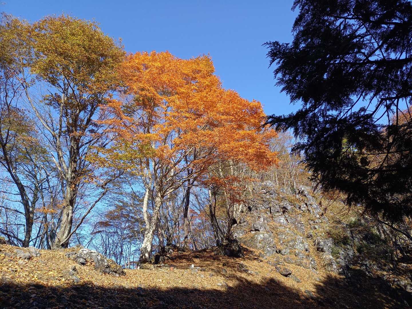 狩倉山（不老山）の写真