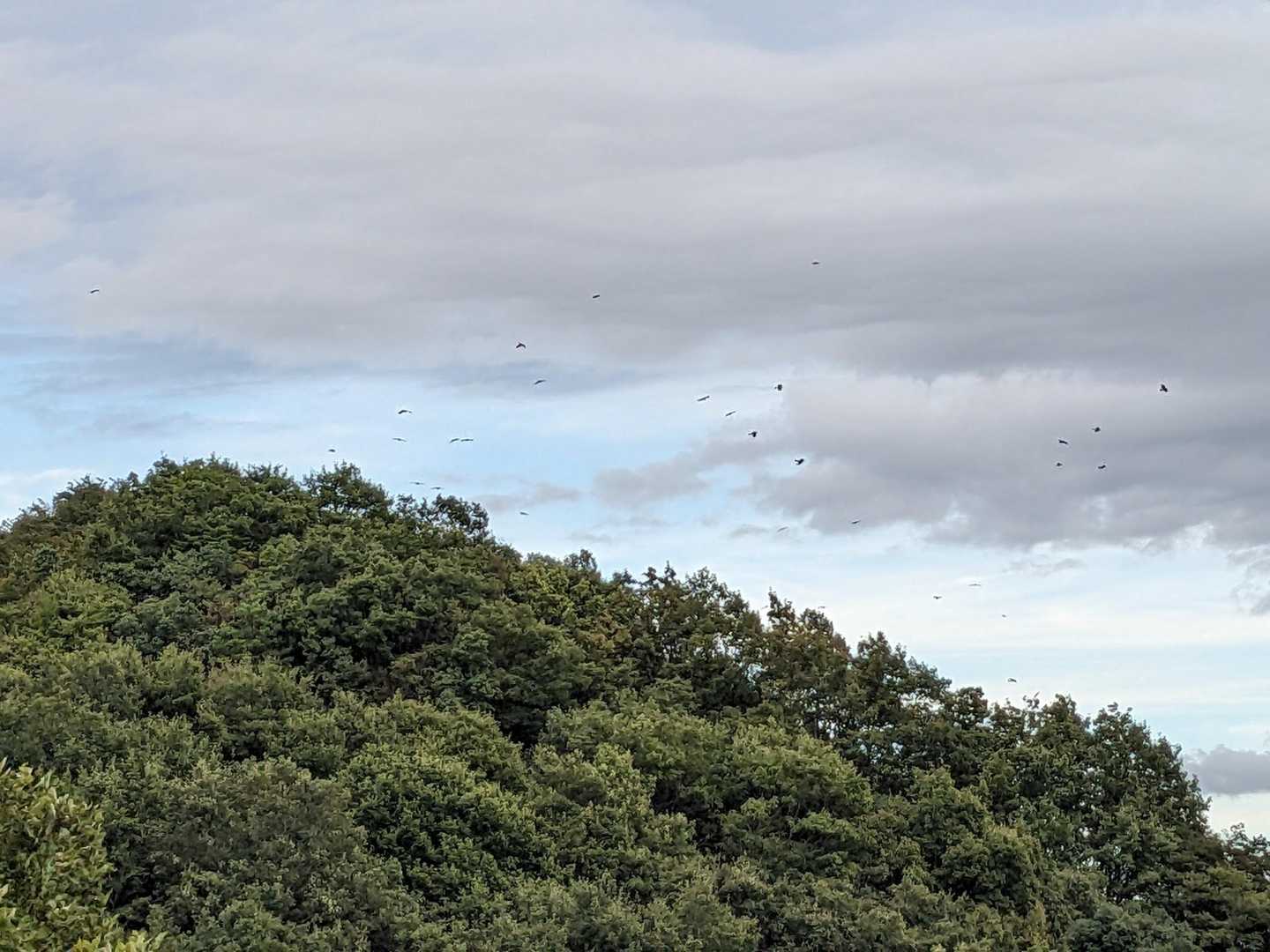 山頂のへん、めちゃたくさん鳥が飛んでたな。