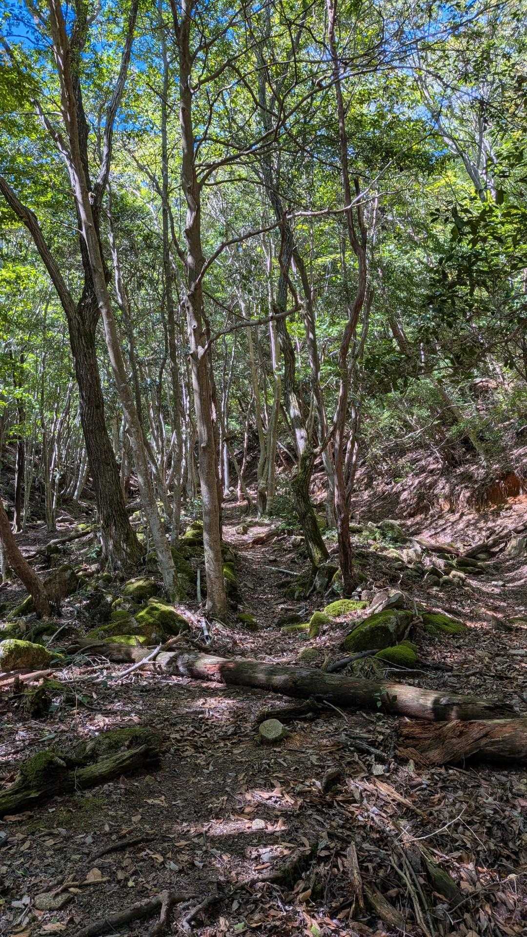 剣尾山登山口-剣尾山 往復コースの写真