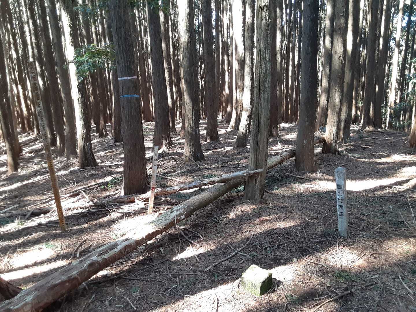 黒ピーク⛰️
野田山に到着です。