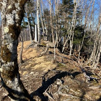長沢山山頂遠景
真ん中灰色の棒が山頂標識
過去投稿の通り尾根の中いきなり現れる感じです
山頂も広くは無く何々の頭的な？感じでした
ただ長沢背稜の長沢の冠を持ち
立派な石碑で色々と不思議な山です
もちろん良い山でした