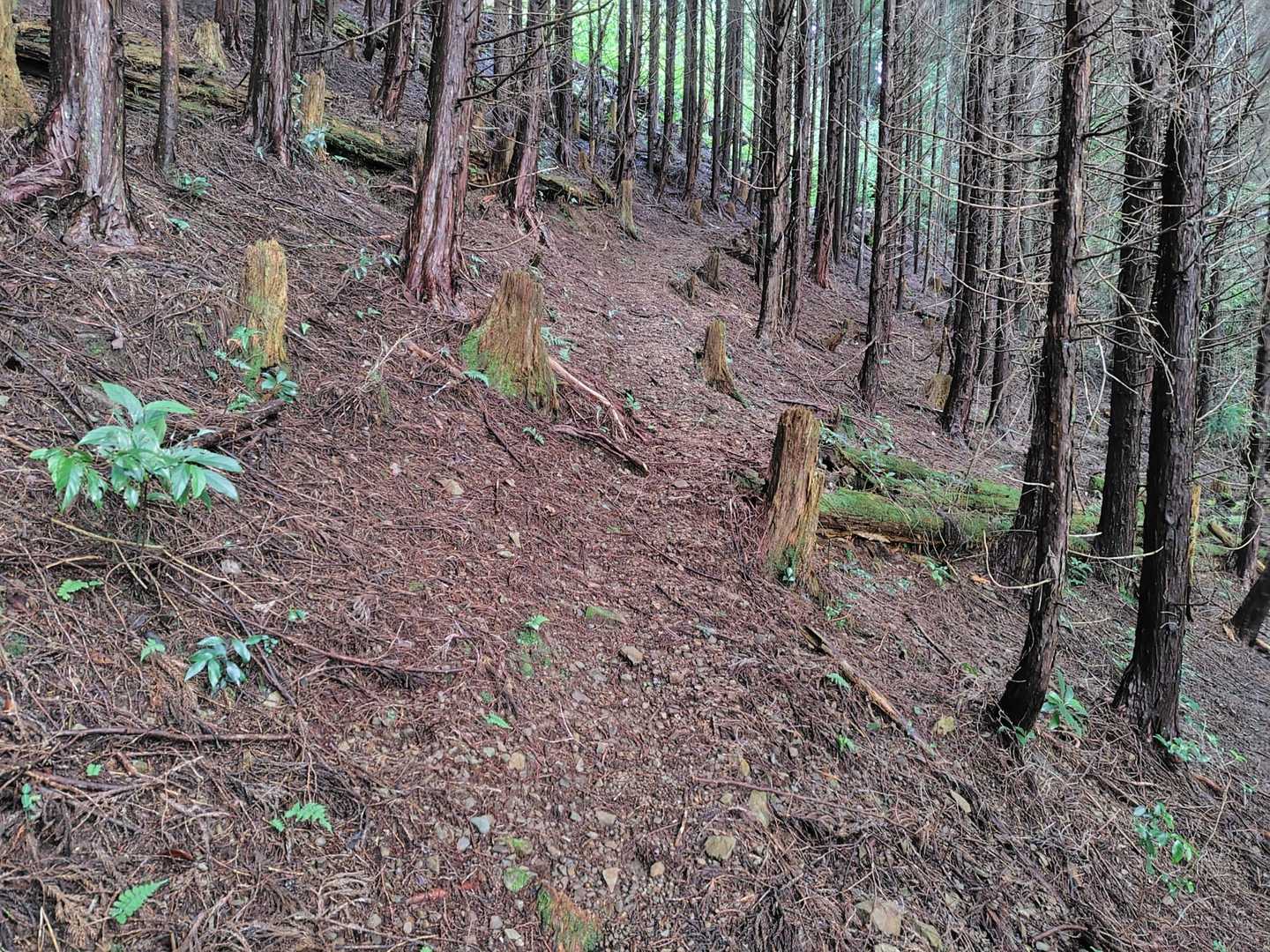 登山道ははっきりしてます(*^^*)