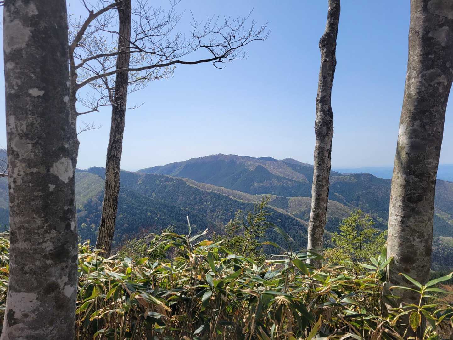 白尾山登山口-白尾山 往復コースの写真