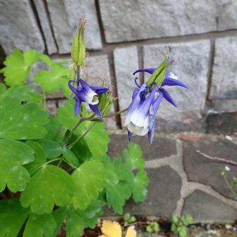 オダマキ 園芸品種ですね