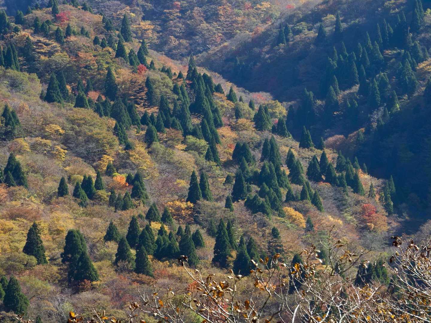 武平トンネル西駐車場登山口-沢谷峠-雨乞岳-杉峠 周回コースの写真