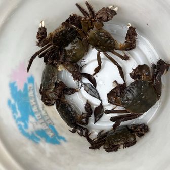 地元の方が獲っていました。珍しい!