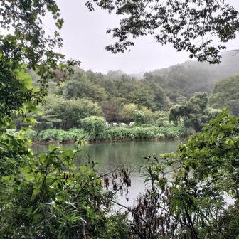 池に戻ってきました