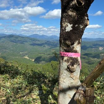三谷山山頂トウチャコ！です。どなたか立木に山名テープを巻いてくれてます。
標高:846m 三角点はありません。
