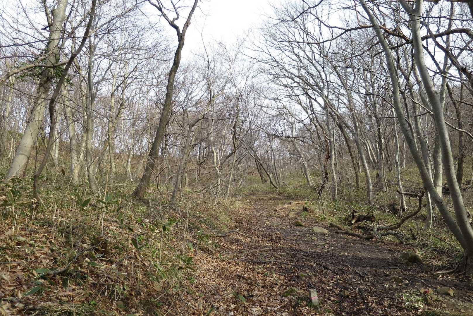 スッカスカの春山