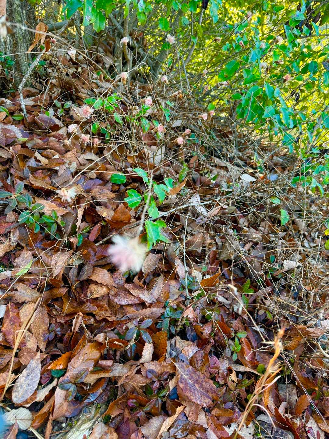 北腰越-繖山 往復コースの写真