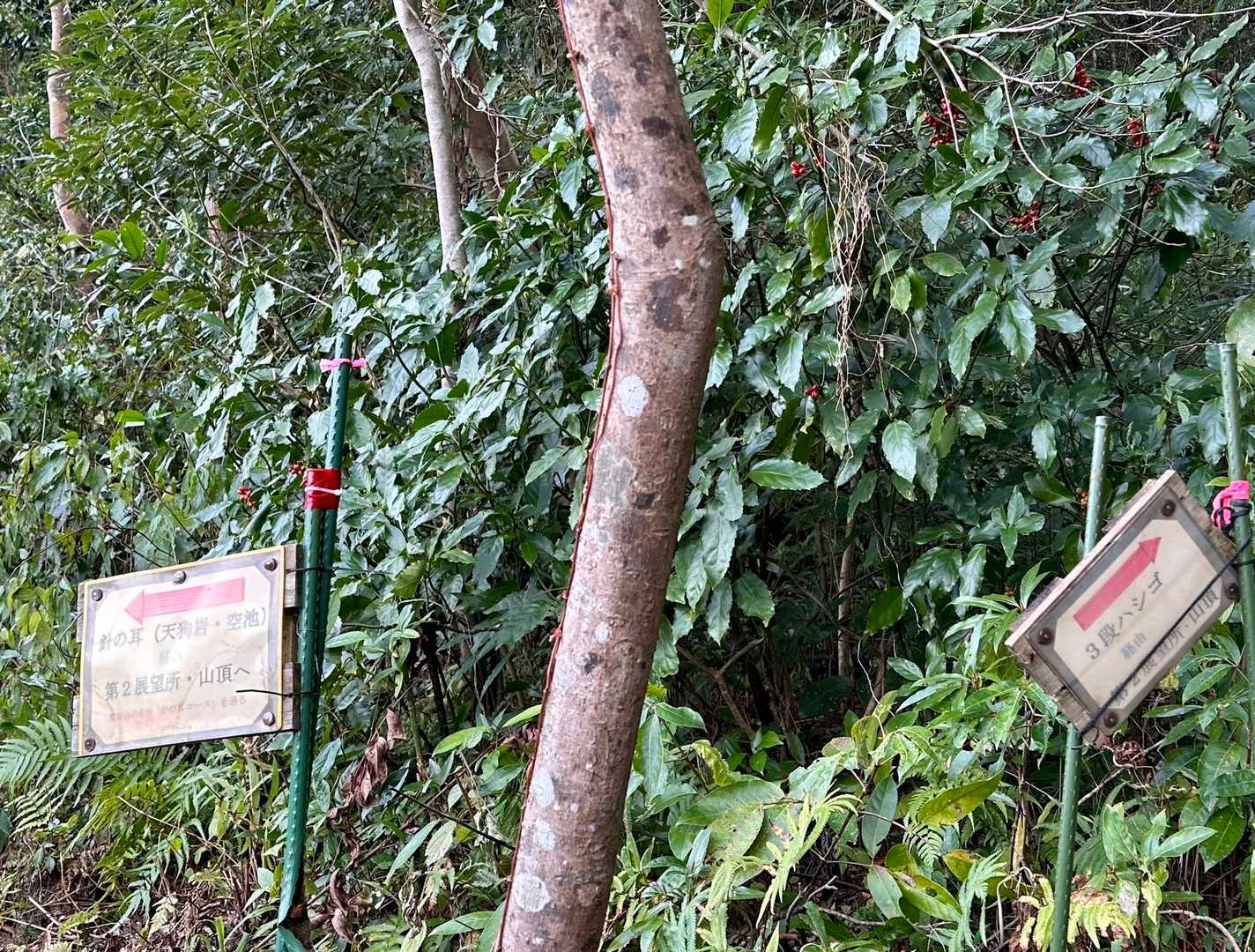 最後の分岐は、左から降りて来ました