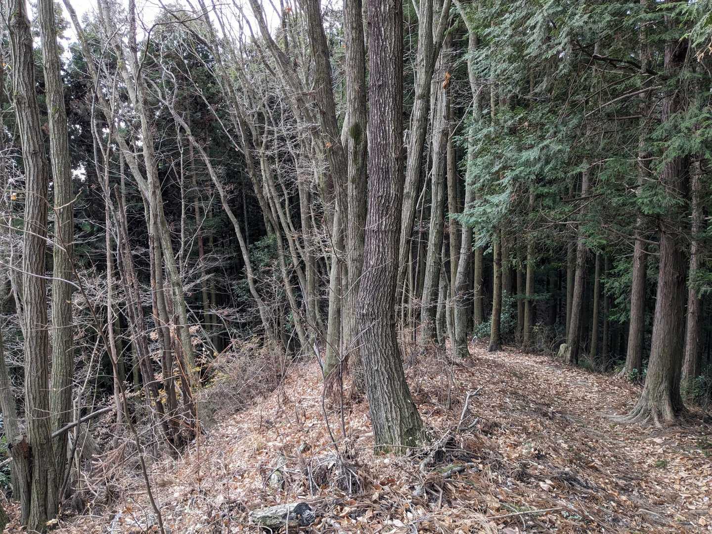 また暗い林間に入ります