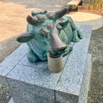 いつもの牛と