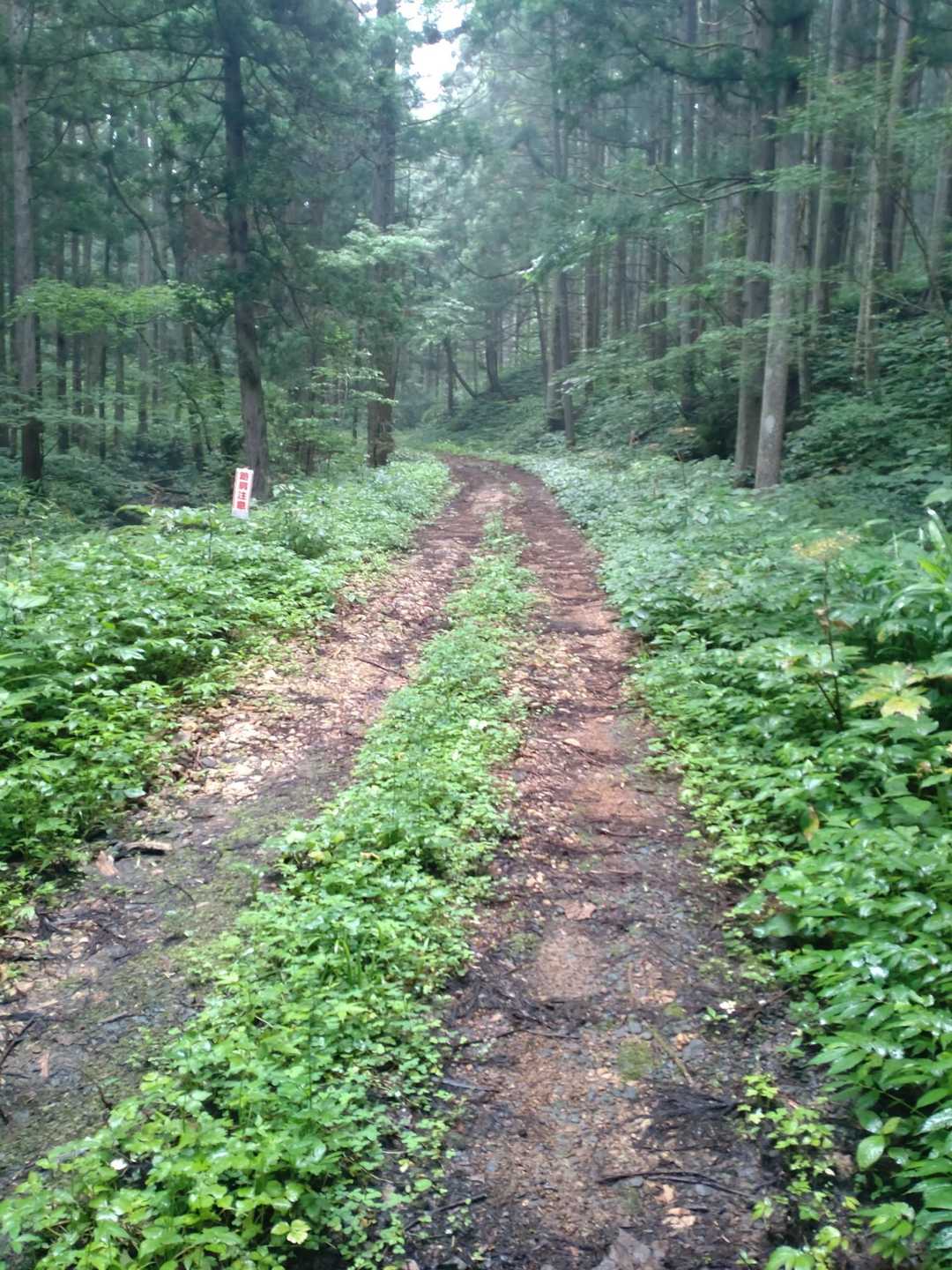 危なくない林道を進みました