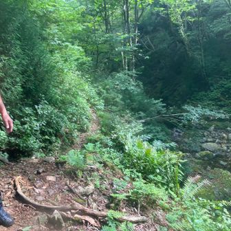 そして、無事脱渓ポイント
踏み跡あってすぐわかった
↓
広谷の分岐の看板🪧まで見に行きますか？
武奈ヶ岳のピーク行く人もいますよ行きますか？
↓
2人で合議の結果、満場一致でここからすぐ下山開始を即決🤣