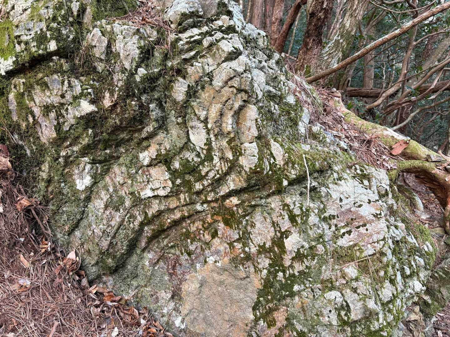 だいたいどの岩を見ても、層が右上から左下に傾いてるんですが、これはスゴいですね！グニャッと曲がってる！
